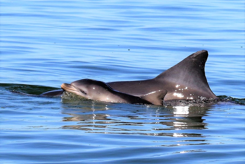 A dolphin with a calf in calm water