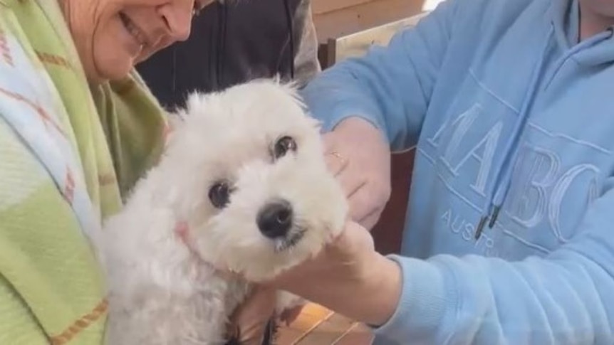 'This is our little baby': Joyful reunion as strangers find beloved missing dog Molly after epic search