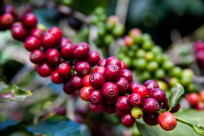 Coffee berries on a plant in South America.