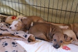 Four sleeping puppies lie on blankets in a cage.