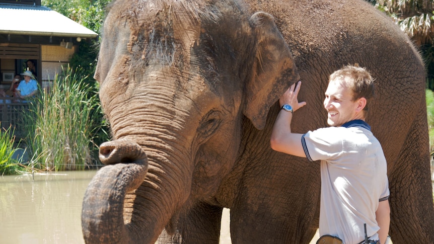 Kulab with Tully Johns, one of Melbourne Zoo's senior elephant keepers.