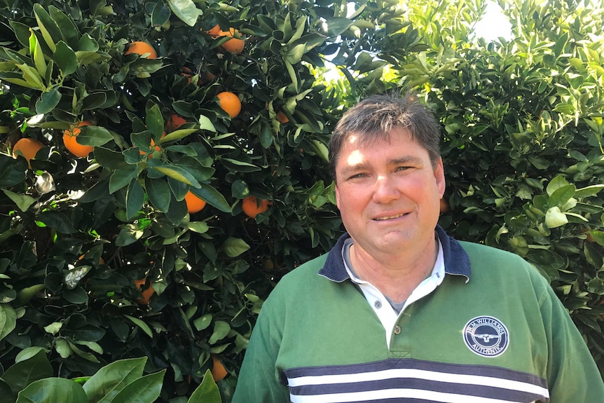 A man is pleased with his citrus orchard, standing in front of orange tree