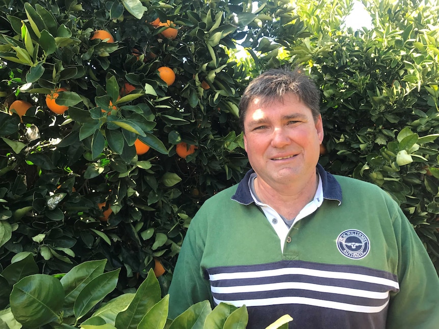 A man is pleased with his citrus orchard, standing in front of orange tree