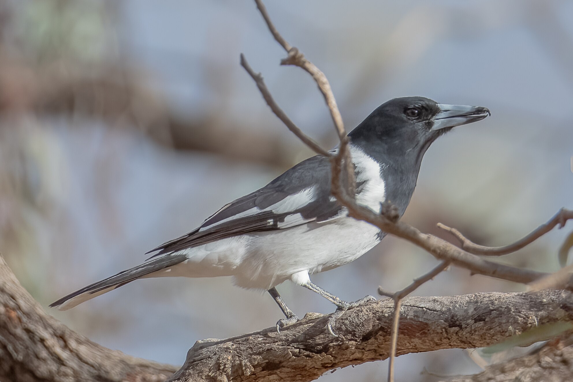 Birdsong