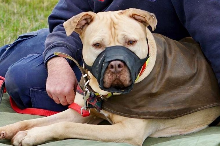 David Wrigley siting on the grass in a park with his pet Pit Bull