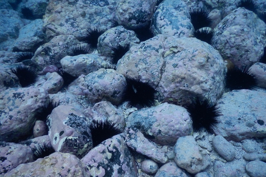 Sea urchins sitting in rocks under the water.
