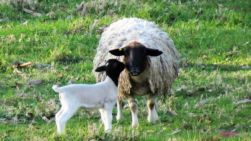 A new-born lamb and a sheep in green pasture.