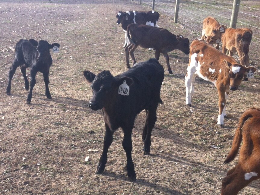Calves play together in a paddock