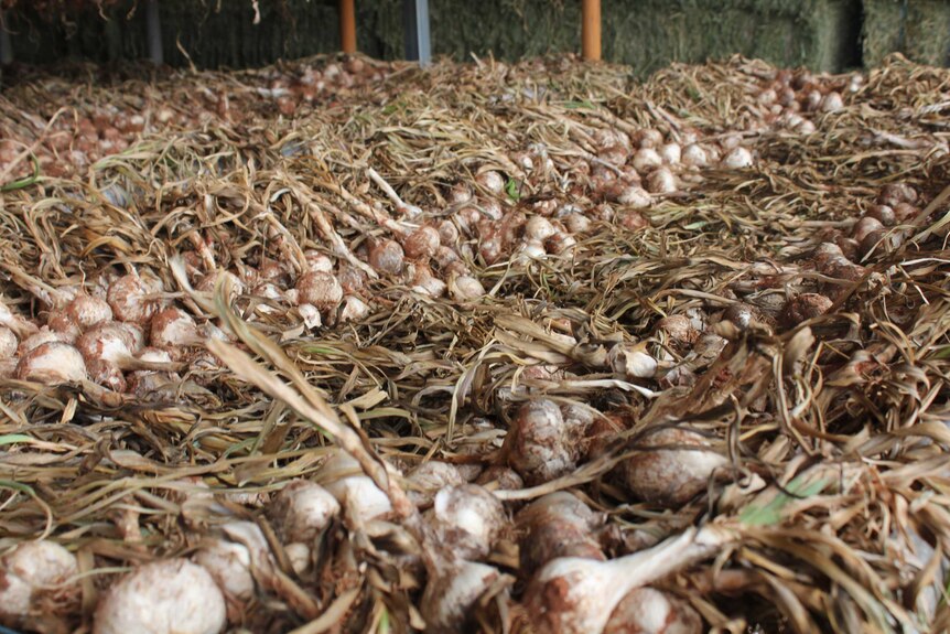 Orange Creek garlic harvest drying