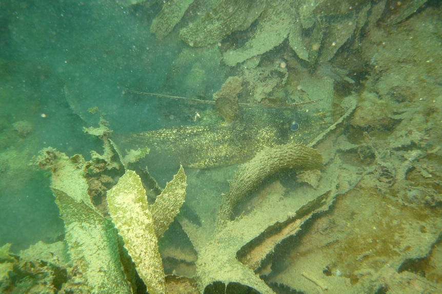 Rocky reef with high cover of sediment