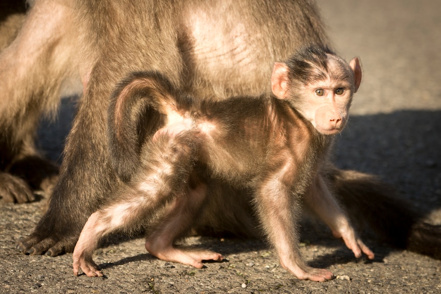 A baby baboon showing signs of stress stands on the road by its mother 