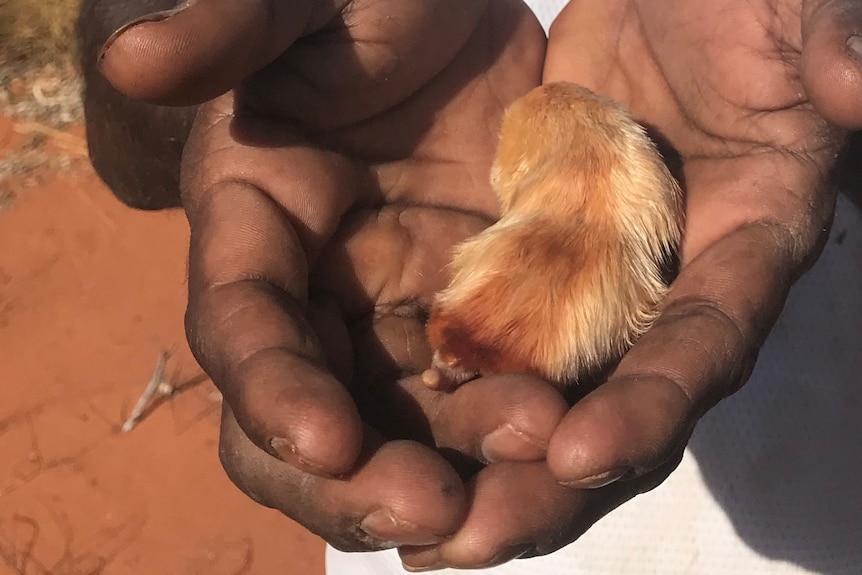 A small marsupial mole in cupped hands