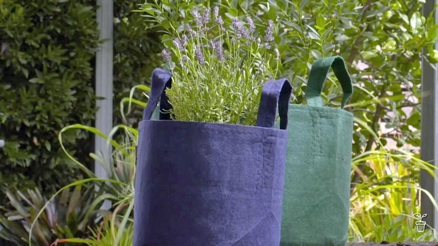 Top Tip: Planting in Grow Bags - Gardening Australia