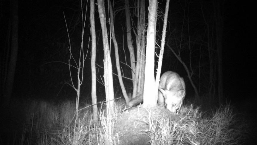 Black and white photo of fox preying on a mound of a water mouse at night.