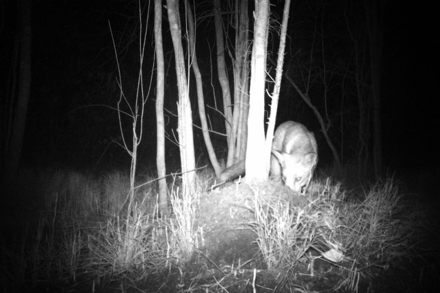 Black and white photo of fox preying on a mound of a water mouse at night.