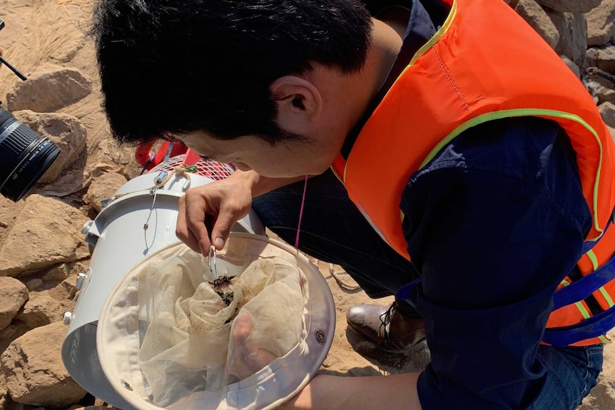 A man bends over a net of microplastics with tweezers.