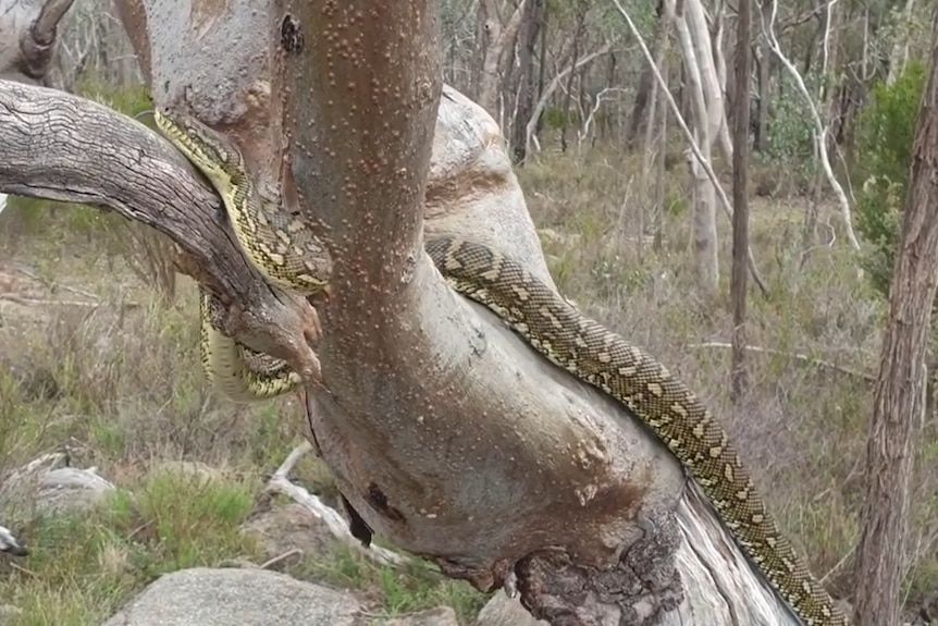 A mottled green, yellow and brown python stretches out while ascending the trunk of a tree.