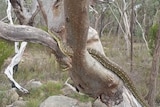 A mottled green, yellow and brown python stretches out while ascending the trunk of a tree.
