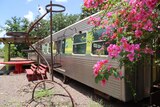 A gray, green and yellow train carriage sitting off the rails with bougainvillea growing beside it 