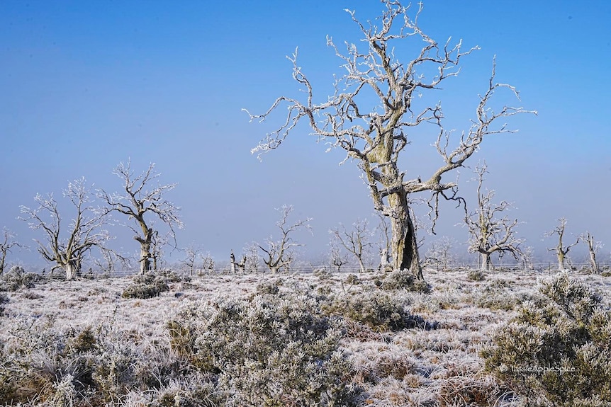 A bare tree with frost on it and all over the ground.