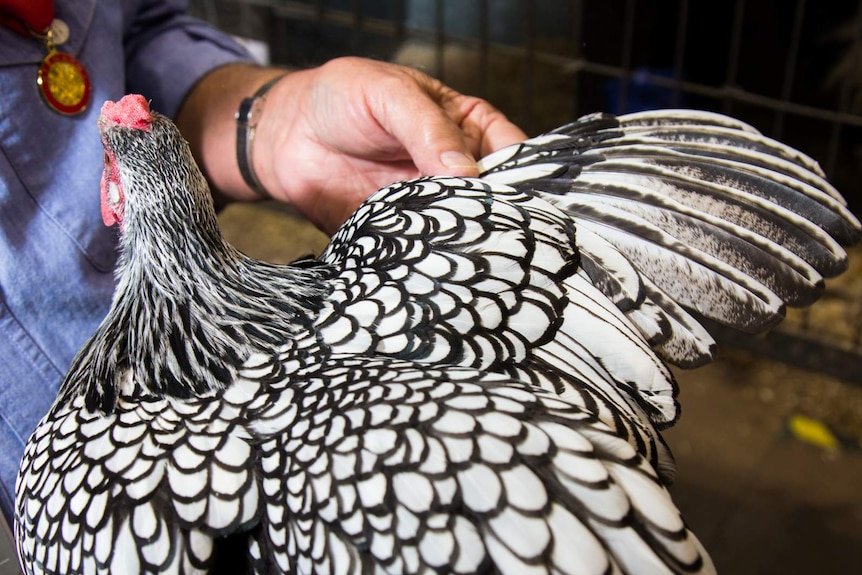A silver laced wyandotte poulet being inspected.