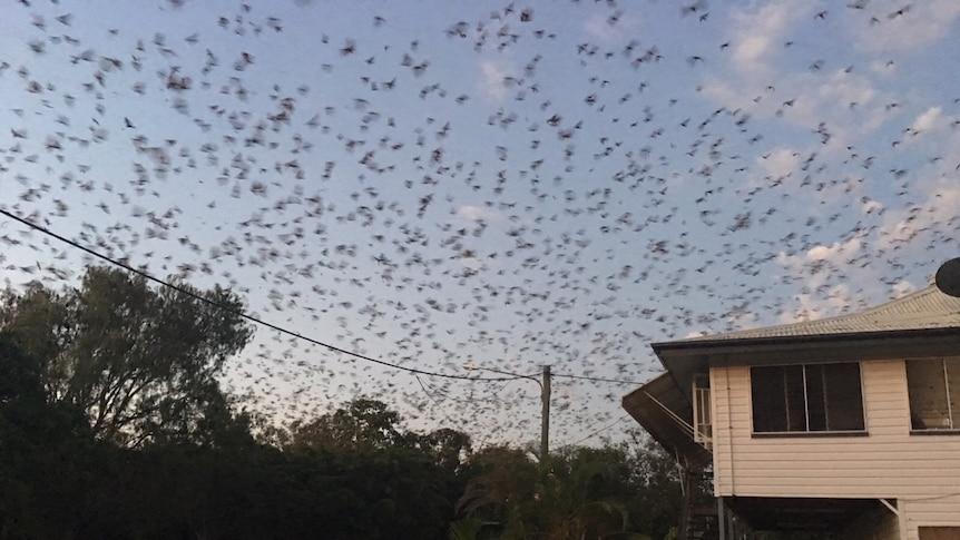 Thousands of bats fill the sky above a suburban home in Charters Towers, North Queensland.