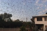 Thousands of bats fill the sky above a suburban home in Charters Towers, North Queensland.