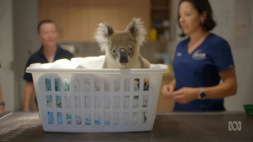 Koala sitting in a basket