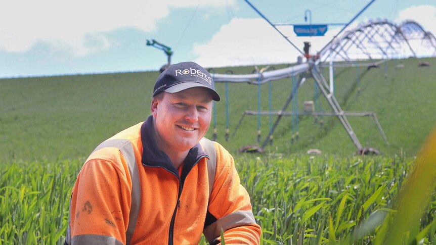 Mixed crop farmer Michael Nichols kneels in his wheat crop in northern Tasmania.