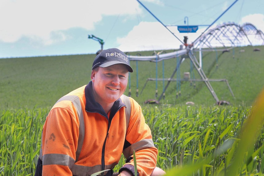 Mixed crop farmer Michael Nichols kneels in his wheat crop in northern Tasmania.