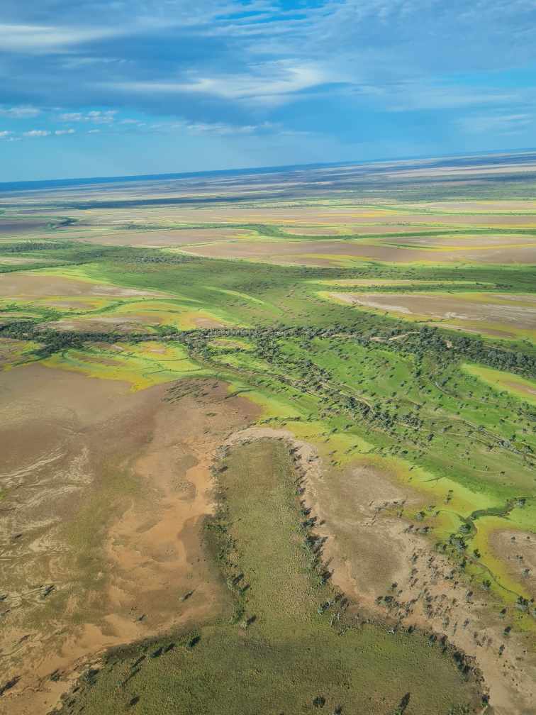An aerial view of the greenery carpeting Cooper Creek. 