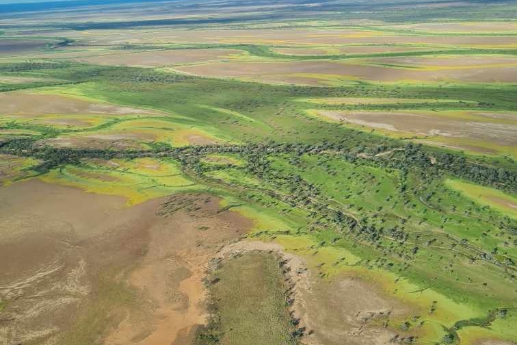 An aerial view of the greenery carpeting Cooper Creek. 