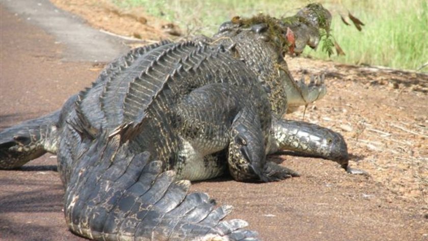 Saltwater crocodile