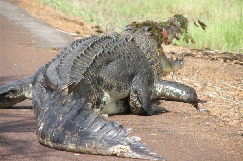 Large crocodile laying on the road, photo taken from behind.