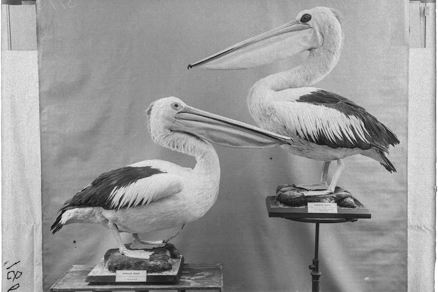 Two pelicans of differing sizes face eachother