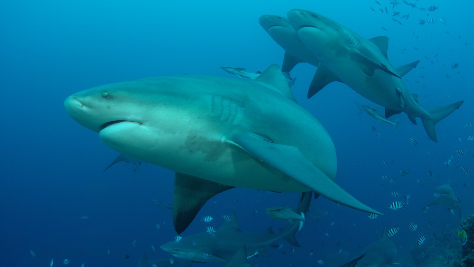 Three bullsharks swimming underwater. One is closer to the camera than the rest with little fish swimming around