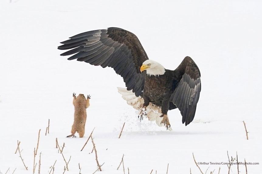 A prairie dog dodges an eagle.
