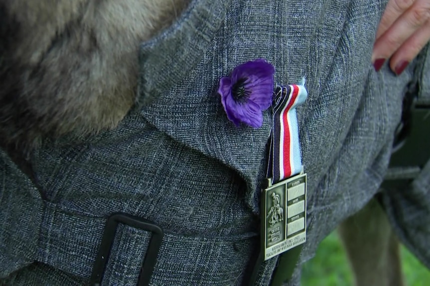 A close-up of a dog's coat with a military medal and a purple flower.