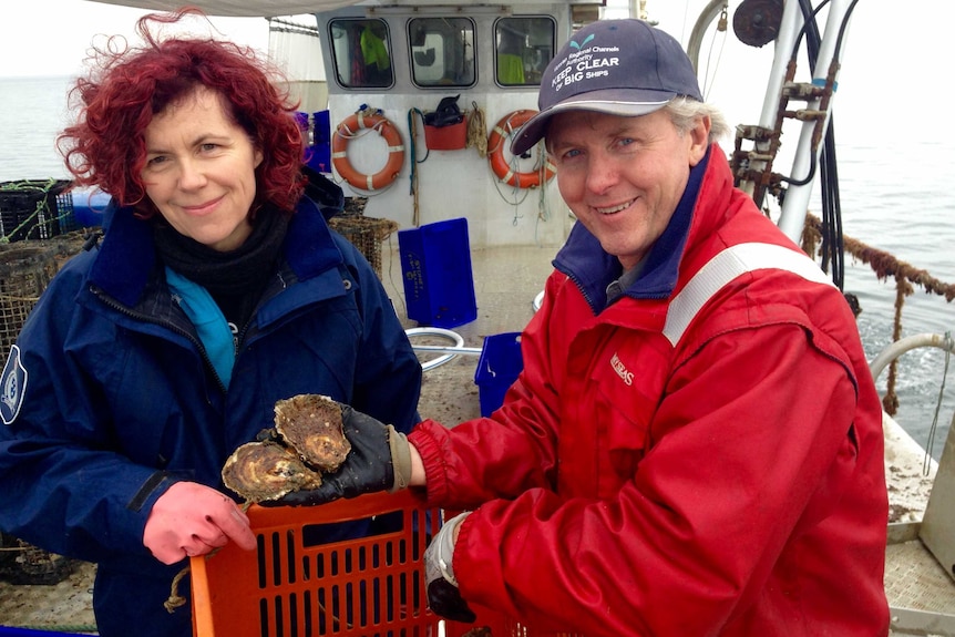 Aquatic experts check Victorian oysters for the Bonamia parasite