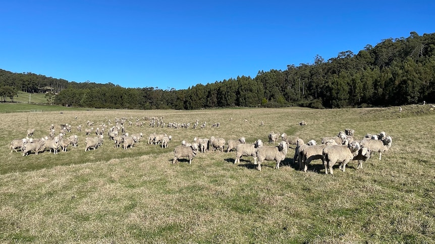 A mob of sheep on a property on the Tasman Peninsula looking at the camera