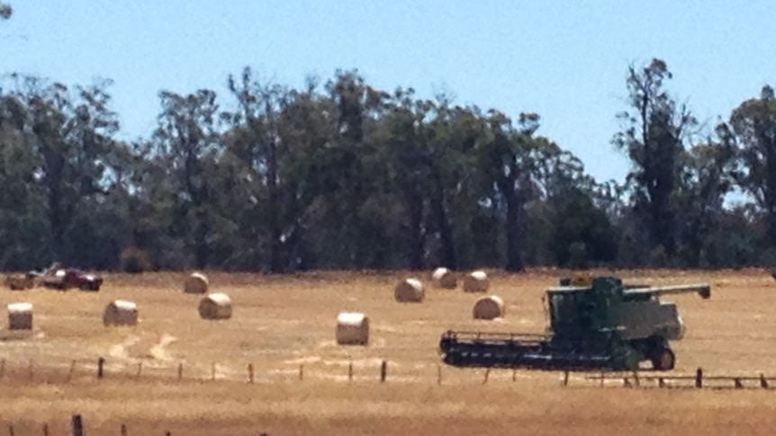 Header and round bales of straw in a tree lined farm near Evandale
