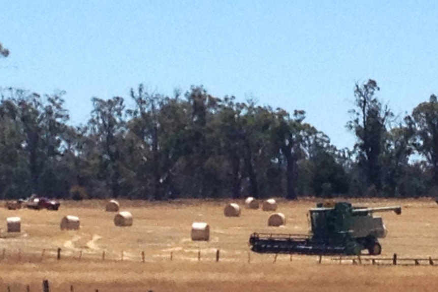 Header and round bales of straw in a tree lined farm near Evandale