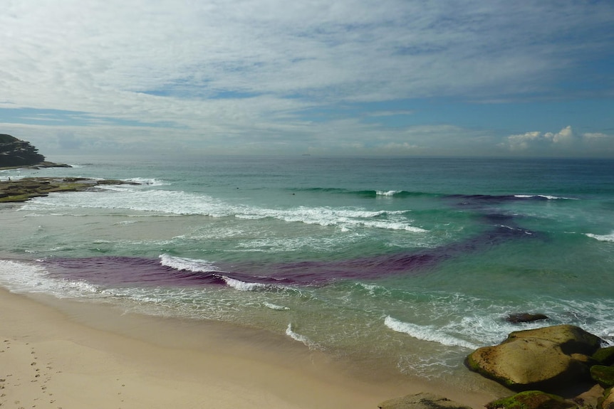 Purple dye shows the flow of a rip current at Tamarama Beach in Sydney in 2010.
