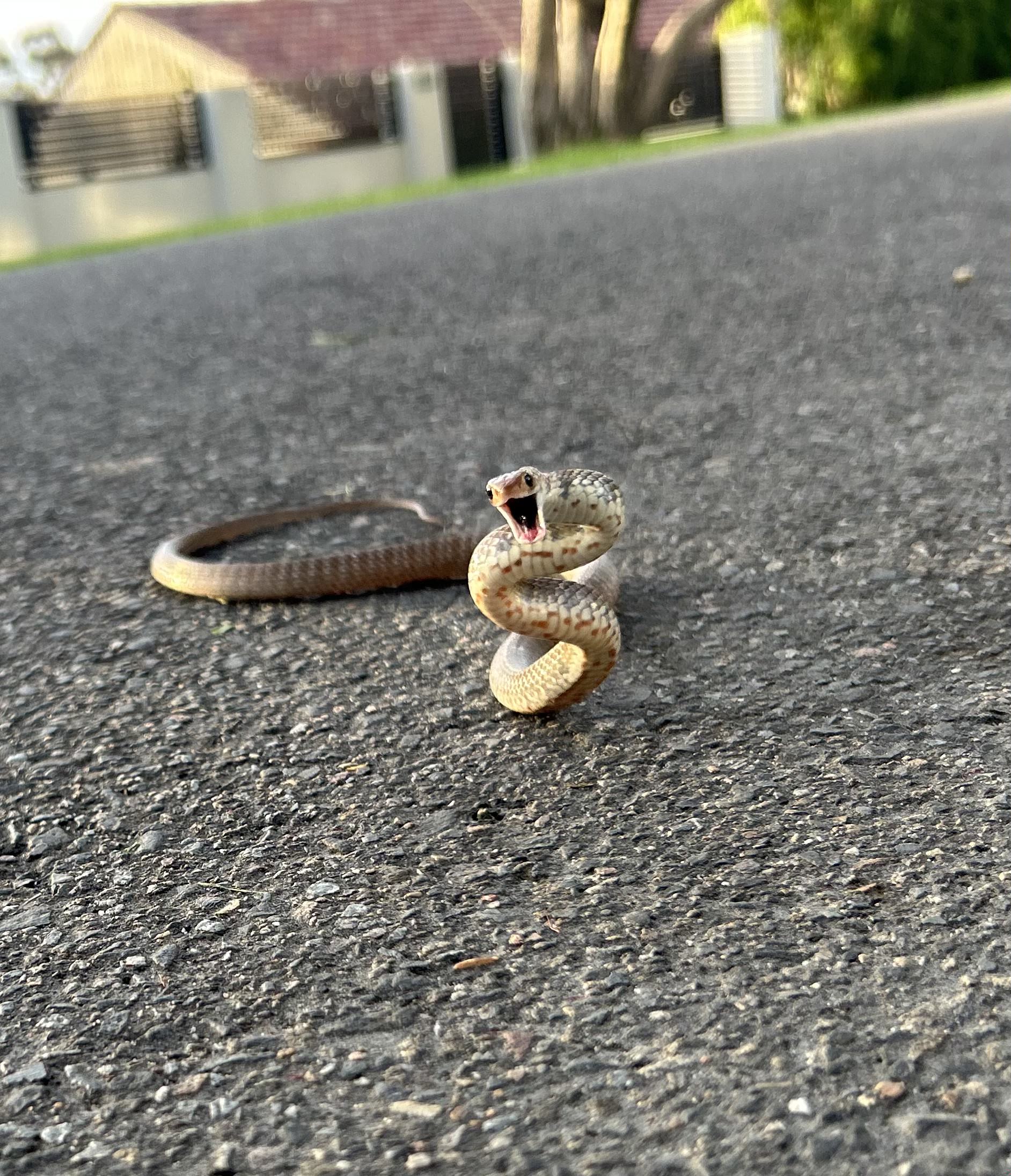 Brown Snake on road attacking