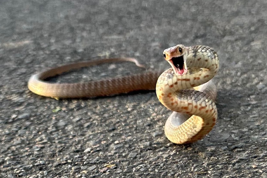 Brown Snake on road attacking