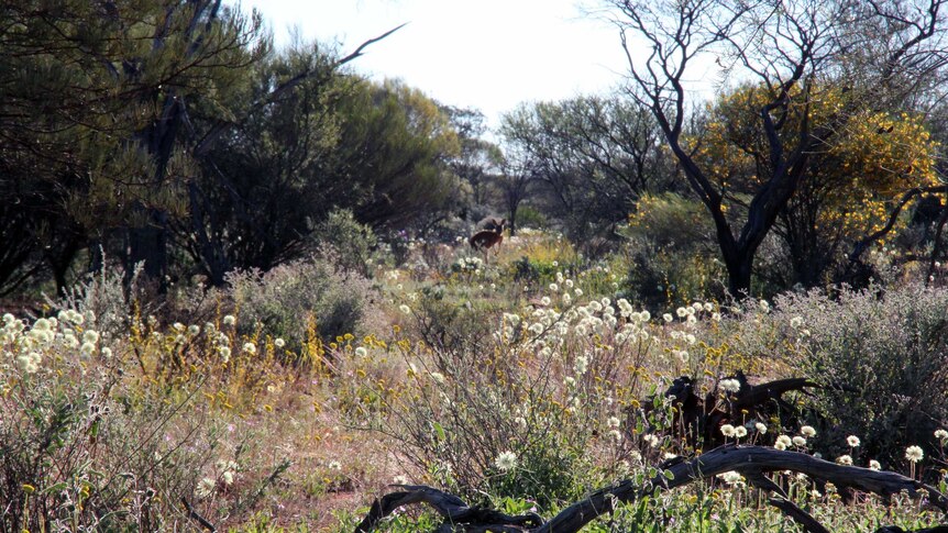 A kangaroo in bushland with wildflowers.