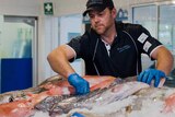 A man in a black polo shirt leans over a selection of fish in a fish shop.