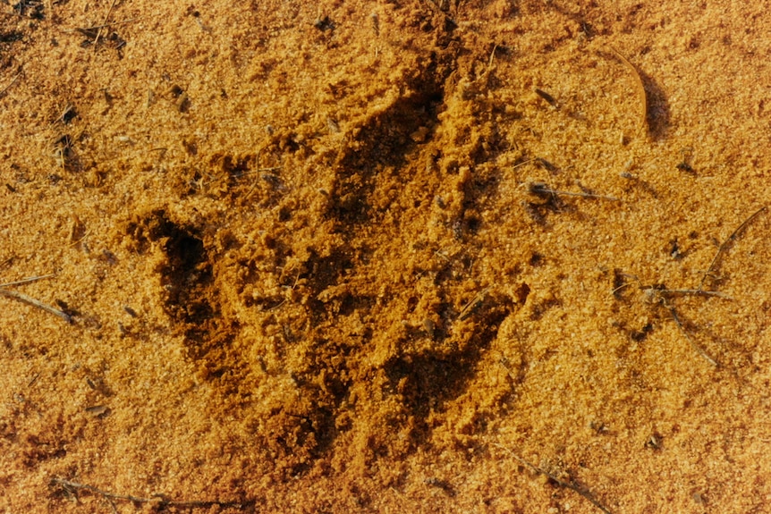 An emu footprint with three toes, on top of golden, red soil. It points forward.