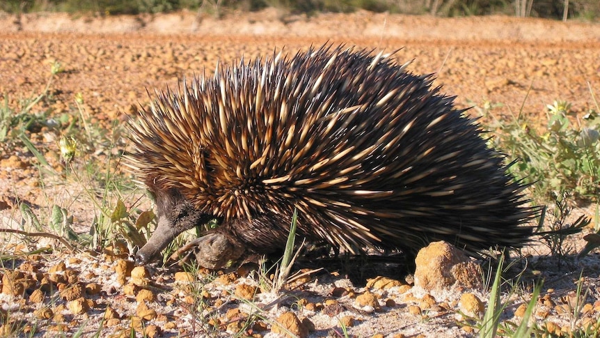 How does an echidna manage to breathe when digging through solid