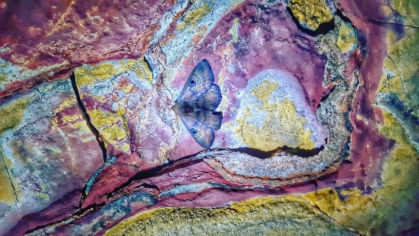 Yellow, green and purple colours cover an underground cave wall which is lit up by a phone torch, illuminating a moth.